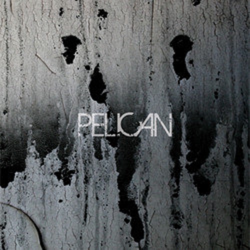 Pelican